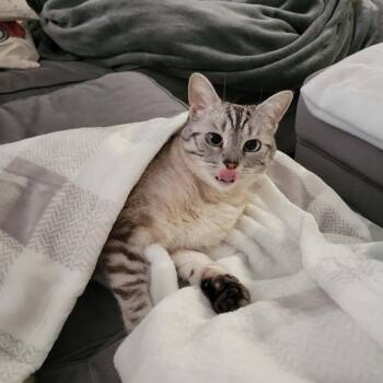 Nami -  Domestic Short Hair Cat for Adoption in Royal Oak, Michigan - Nami | PetCurious