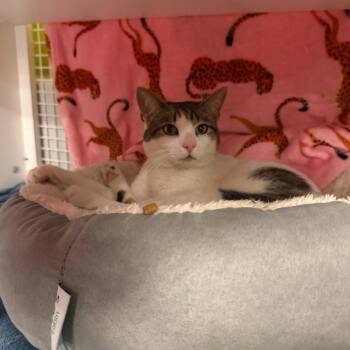 Domestic Short Hair Cats Available for Adoption - Rocky 4 | PetCurious