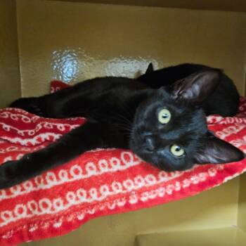 Domestic Short Hair Cats Available for Adoption - Kiki | PetCurious