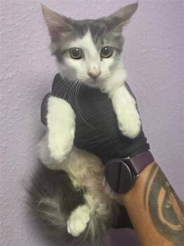 61524128 -  Domestic Medium Hair Cat for Adoption in El Paso, Texas - 61524128 | PetCurious