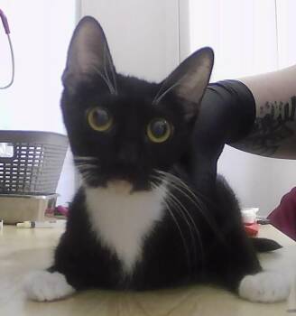 Domestic Short Hair Cats Available for Adoption - Molly | PetCurious