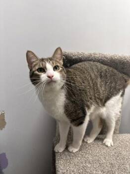 Emmet/Edward - Bonded Pair -  Domestic Short Hair Cat for Adoption in East Brookfield, Massachusetts - Emmet/Edward - Bonded Pair | PetCurious