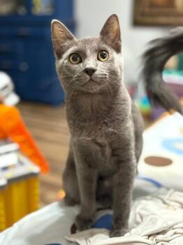 Rescue Domestic Short Hair Cats for Adoption in Warner Robins, Georgia - Gardenia | PetCurious