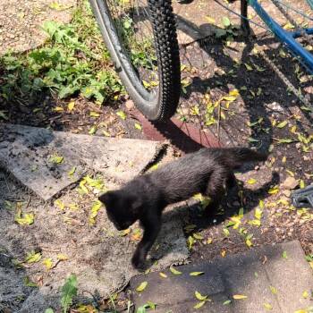 Found Southern Hills Mobile Home Park Stewartville MN -  Domestic Short Hair Cat for Adoption in Rochester, Minnesota - Found Southern Hills Mobile Home Park Stewartville MN | PetCurious