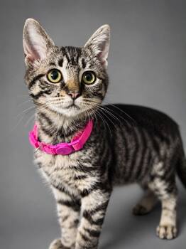 Tuna Turner -  Domestic Short Hair Cat for Adoption in Rixeyville, Virginia - Tuna Turner | PetCurious