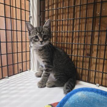 Weeble -  Domestic Medium Hair Cat for Adoption in Tylertown, Mississippi - Weeble | PetCurious