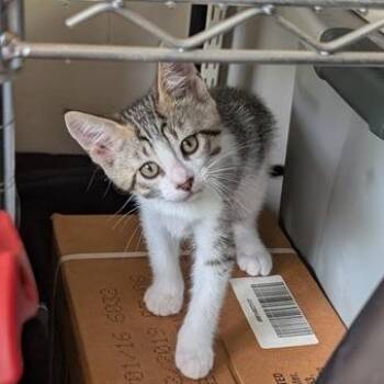 Mr. Blue -  American Shorthair Cat for Adoption in Freeport, Florida - Mr. Blue | PetCurious