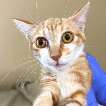 Rescue Domestic Short Hair Cats for Adoption in Redwood Valley, California - 8 | PetCurious