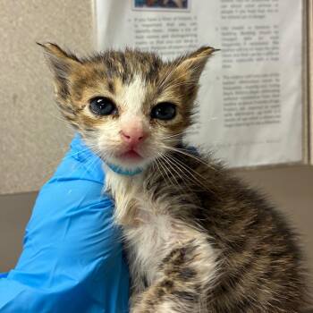 Aragorn -  Domestic Short Hair Cat for Adoption in San Antonio, Texas - Aragorn | PetCurious