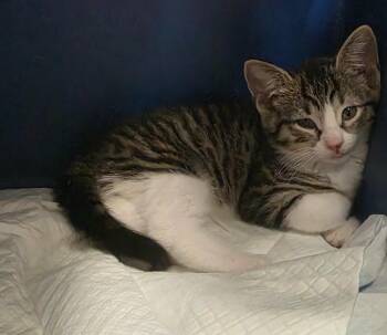 Fawn -  Domestic Short Hair Cat for Adoption in Trenton, New Jersey - Fawn | PetCurious