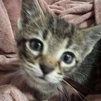 Rescue Domestic Short Hair Cats for Adoption in Jasper, Indiana - Jolly Rancher | PetCurious