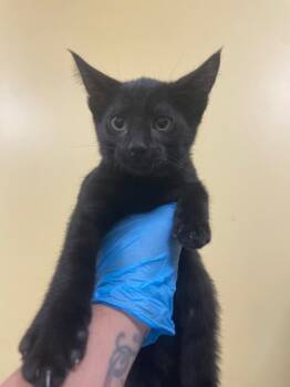 Rescue Domestic Short Hair Cats for Adoption in Honolulu, Hawaii - Jim | PetCurious