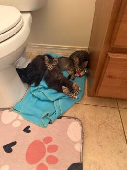 Hershey -  Domestic Medium Hair Cat for Adoption in Millcreek, Utah - Hershey | PetCurious