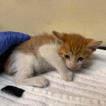 Fishcake -  Domestic Short Hair Cat for Adoption in Pasadena, California - Fishcake | PetCurious