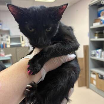 Paris Hilton -  Domestic Short Hair Cat for Adoption in Newark, New Jersey - Paris Hilton | PetCurious