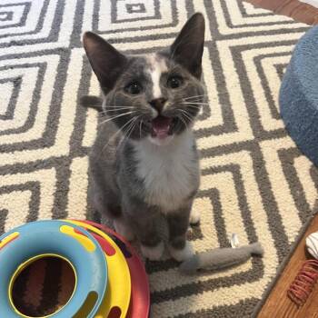Jolene -  Domestic Short Hair Cat for Adoption in Gibsonia, Pennsylvania - Jolene | PetCurious