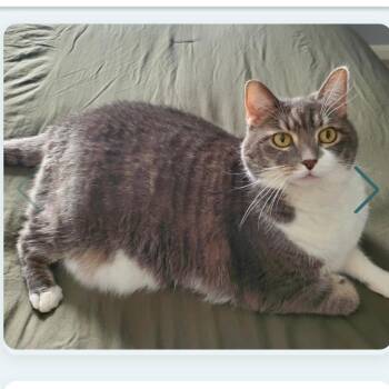Rescue Domestic Short Hair and Tabby Cats for Adoption in Arlington, Virginia - Celeste - Needs Foster Home | PetCurious