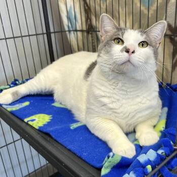 Patsy -  Domestic Short Hair Cat Available for Adoption in Buffalo, New York - Patsy | PetCurious