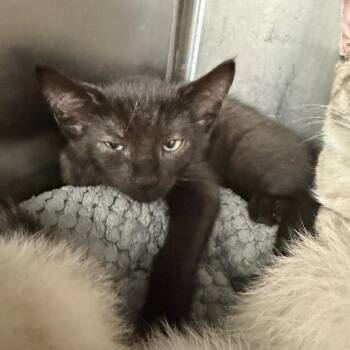 Dennis -  Domestic Short Hair Cat for Adoption in Port Charlotte, Florida - Dennis | PetCurious