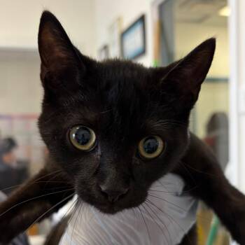 Devon -  Domestic Short Hair Cat for Adoption in Nashville, Tennessee - Devon | PetCurious