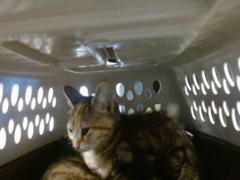 Domestic Short Hair Cats Available for Adoption in Oklahoma City, Oklahoma - A475148 | PetCurious