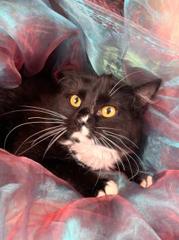 Rescue Tuxedo Cats for Adoption in Pasadena, Texas - Hi-Cee | PetCurious