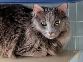 Manx Cats Available for Adoption in Kingsland, Georgia - Selena | PetCurious