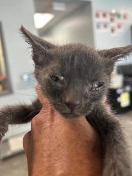 Coco Puffs -  Domestic Short Hair Cat for Adoption in Gautier, Mississippi - Coco Puffs | PetCurious