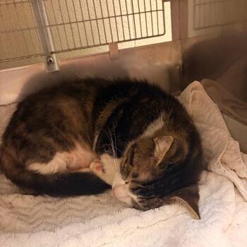 Navarre -  Domestic Short Hair Cat for Adoption in Bristol, Indiana - Navarre | PetCurious