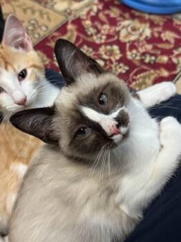 CHICKADEE -  Snowshoe Cat for Adoption in Powder Springs, Georgia - CHICKADEE | PetCurious