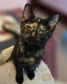 Torti -  Domestic Short Hair Cat for Adoption in Watertown, Wisconsin - Torti | PetCurious