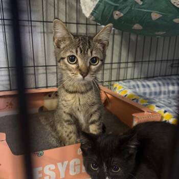 Thaye Carter -  Domestic Short Hair Cat for Adoption in Eagle Mountain, Utah - Thaye Carter | PetCurious