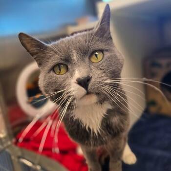 Domestic Short Hair Cats Available for Adoption - Tuesday | PetCurious