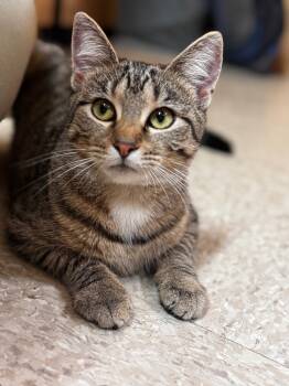 Rescue Domestic Short Hair Cats for Adoption in Camp Hill, Pennsylvania - Blue | PetCurious