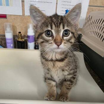 Domestic Short Hair Cats Available for Adoption in Eureka Springs, Arkansas - Squirtle | PetCurious