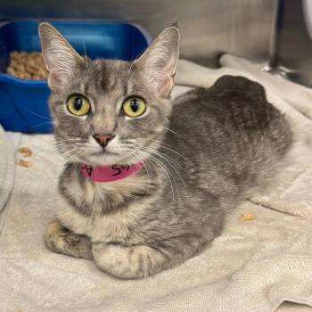 Task Rabbit -  Domestic Short Hair Cat for Adoption in Redwood City, California - Task Rabbit | PetCurious