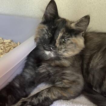 Samantha -  Domestic Short Hair Cat for Adoption in Redwood City, California - Samantha | PetCurious