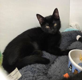 Sophia -  Domestic Short Hair Cat for Adoption in New Albany, Ohio - Sophia | PetCurious