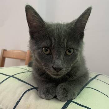 Stevie 2 -  Domestic Short Hair Cat for Adoption in Cumming, Georgia - Stevie 2 | PetCurious