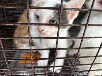 A661053 -  Domestic Short Hair Cat for Adoption in Houston, Texas - A661053 | PetCurious