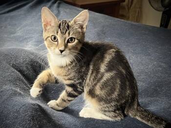 Milo -  Domestic Short Hair Cat for Adoption in Sudbury, Massachusetts - Milo | PetCurious