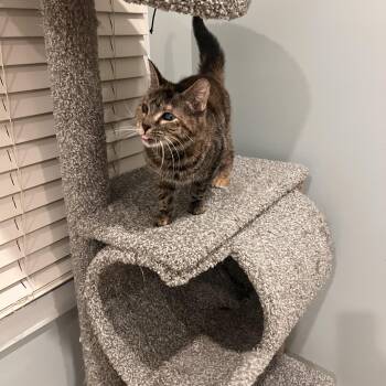 Tabby Cats Available for Adoption in Palisades Park, New Jersey - Mojito | PetCurious