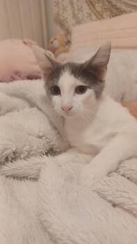 Rescue American Shorthair Cats for Adoption in Grand Rapids, Michigan - Milo- Kitten | PetCurious