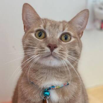 Domestic Short Hair Cats Available for Adoption in Port Washington, New York - Neighbor | PetCurious