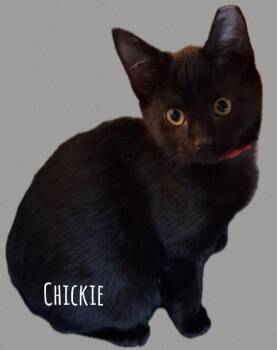 Rescue Domestic Short Hair Cats for Adoption in Washington Township, New Jersey - Chickie | PetCurious