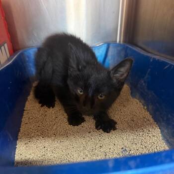 Sally -  Domestic Short Hair Cat for Adoption in Starkville, Mississippi - Sally | PetCurious