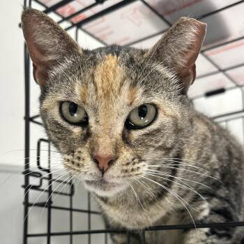 Domestic Short Hair Cats Available for Adoption - Roberta | PetCurious