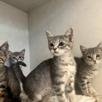 Honey Bee -  Domestic Short Hair Cat for Adoption in Dayton, Ohio - Honey Bee | PetCurious