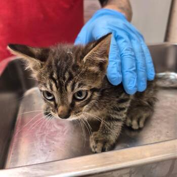Groot -  Domestic Short Hair Cat for Adoption in Birmingham, Alabama - Groot | PetCurious