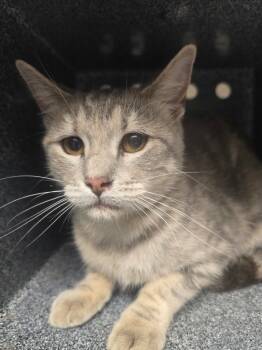 Rescue Domestic Short Hair Cats for Adoption in Highland Village, Texas - FERAL | PetCurious